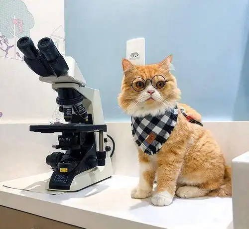 宠主给橘猫拍的照片好可爱
