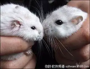 太可爱了美图拍拍捕捉宠物超萌表情