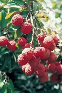 荔枝树图册