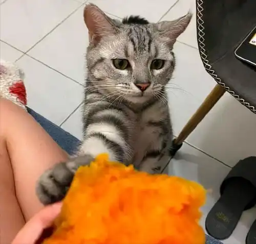 10年养猫经验这九种食物,对猫咪来说是人间美味