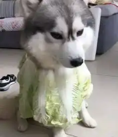 二哈已经不满足于拆迁队了,竟对大白菜打起了主意