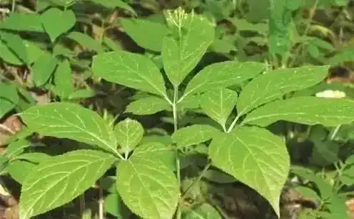 参仙源野山参从种子到成熟要经历怎样神奇的变化