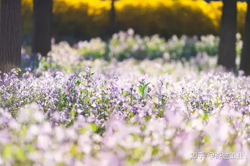 这个春天,你有什么拍的很美很有意境的照片呢陌生人可以分享嘛