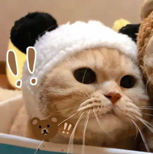 新手养猫必备物品,你都交过那些智商税呢
