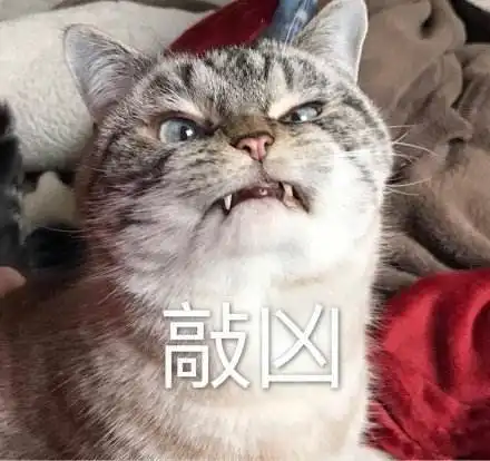 为了能先出门,两只猫咪大打出手,结局让人笑到抽筋
