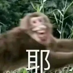 求这个猴子的表情包