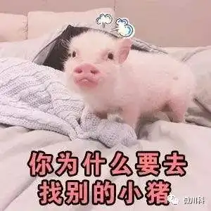 大年初三,小科用42个萌猪表情包向你拜年