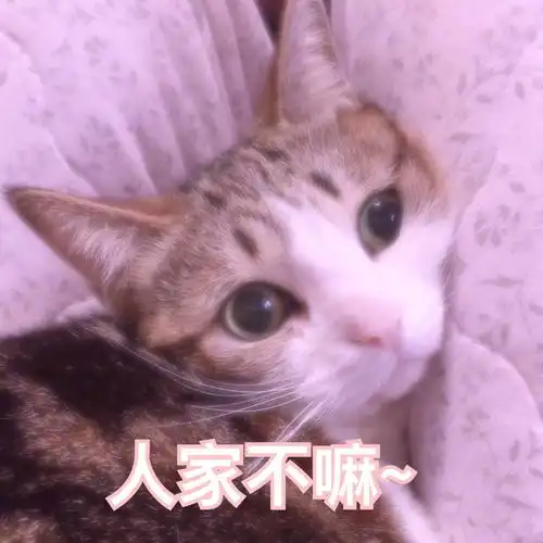 有什么适用于和老公男票撒娇的可爱表情包