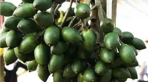 种植槟榔需要具备的5个环境条件