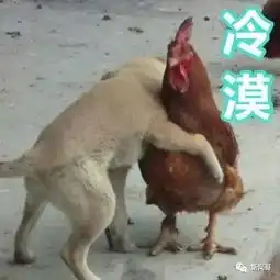鸡年当然要用鸡的表情包啊有了这些图,新一年头图王者就是你