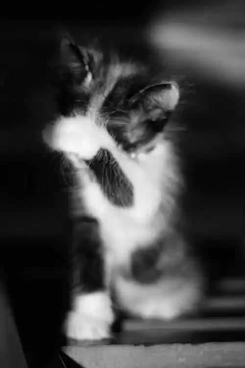 有没有带萌猫的高清壁纸