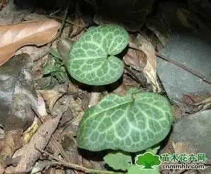 小叶马蹄香