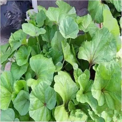 这野菜酷似马蹄,是农民常用的喂猪菜,远销日本却要上百元
