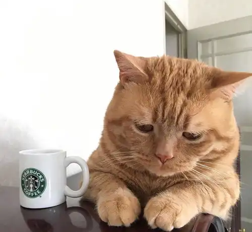 吃不到的忧伤,一只怎么也开心不起来的猫