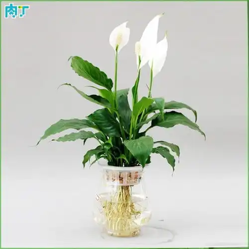 水培植物有哪些,水培植物图片及名称