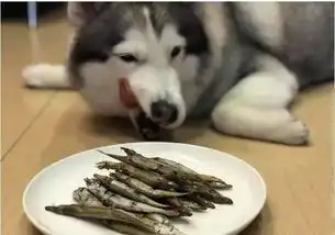 二哈到别人家厨房,虎背熊腰站岗快把肉肉交出来