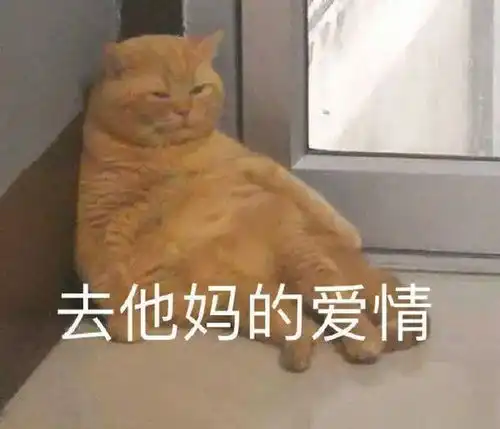 猫咪陪睡招工丨111期喵表情