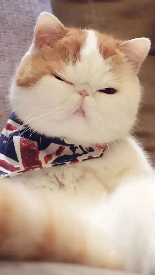 家有喵星人猫奴黑莓priv高清壁纸