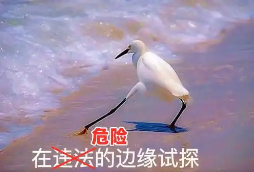 除了对猫咪有毒的植物食物,家里还有哪些常用物品对猫咪来说很危险呢