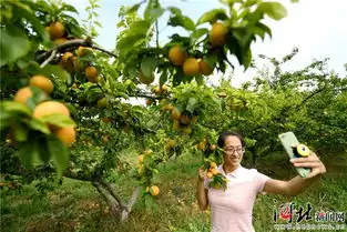 阜城县人民政府媒体阜城阜城金黄杏梅挂枝头