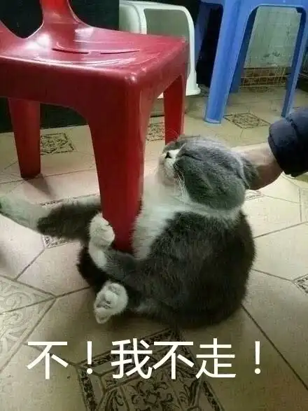 幽默段子笑话我打电话给我朋友说我在家里发现了一只大老鼠