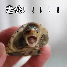 老公老婆