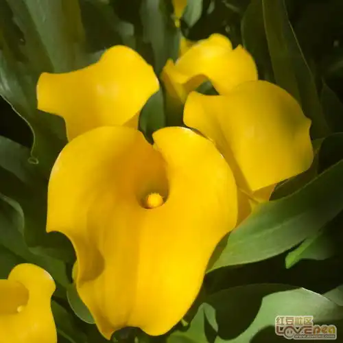 美丽又清雅的马蹄莲花