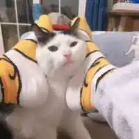 一左一右小猫情头可人头像