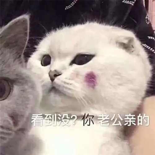 表情小奶猫跟情敌比美在这个风起云涌的战场上,暴风少年登场快资讯表情