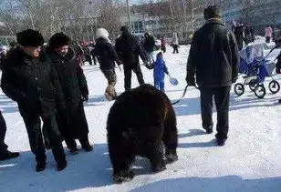 美国大爷在俄罗斯街头溜熊,被俄罗斯人围观,熊我招谁惹谁了