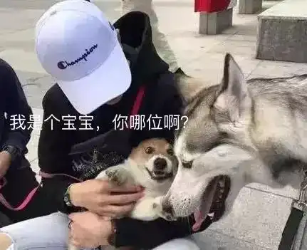 当哈士奇遇到柯基,表情包中的两位影帝谁能赢