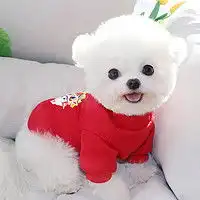 妙普乐猫狗通用服饰妙普乐狗狗铃铛猫咪铃铛小型犬超响纯黄铜响声多少钱