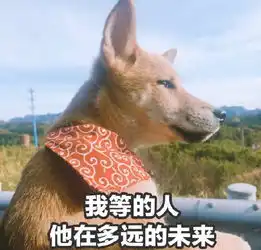 单身狗表情包
