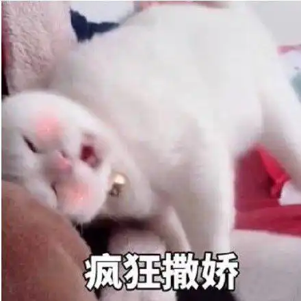 有什么可以和女朋友聊天时用的表情包