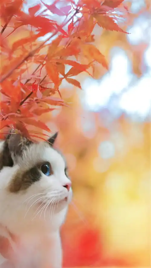 有没有带萌猫的高清壁纸
