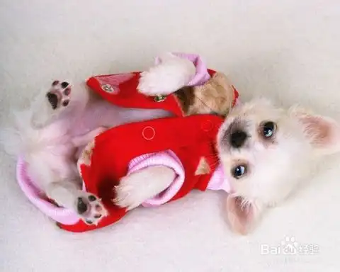 怎么给狗狗买衣服如何给狗狗挑选合适的衣服