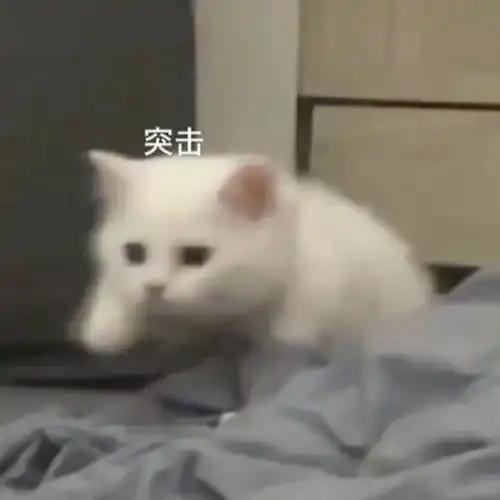 可爱萌宠沙雕表情包第二弹在挨就不里猫了