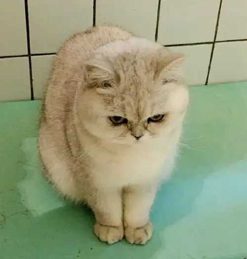 愤怒的小猫咪表情包