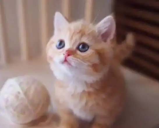 今天的吸猫都在这里了分量足足的小橘猫哦