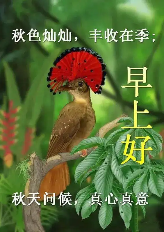 早上好的祝福语大合集早上好图片动态的表情问候语
