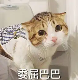 这副图里的猫叫什么
