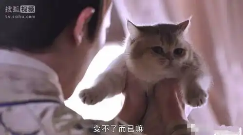 看过这部甜宠剧之后完全get到猫系女友的魅力