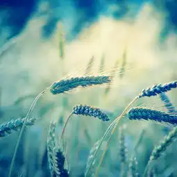 早安心语170605没有绝望的处境,只有对处境绝望的人