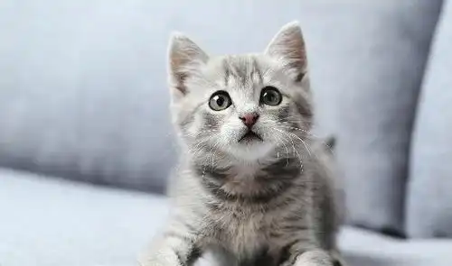 单身狗必看细数10大养猫好处,科学证明养猫更易找到女友