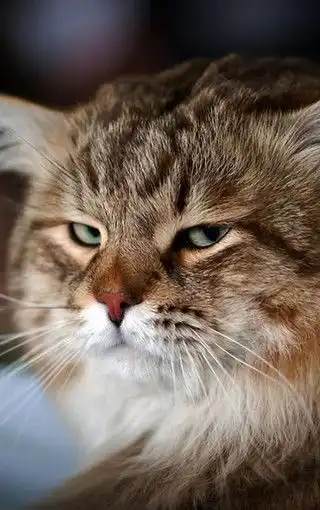 可爱萌猫手机壁纸