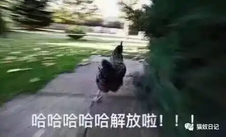 一只奶牛猫爬上电线杆之后......