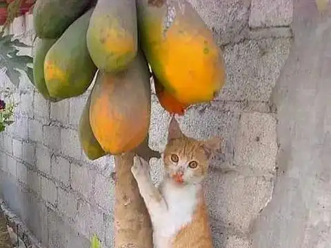 表情木瓜,偷吃,角落,表情,橘猫木瓜,偷吃,角落,表情,橘猫最新消息...表情