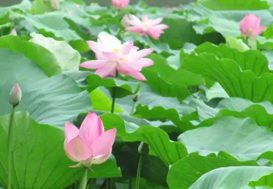 莲花平安扣如意的寓意及象征意义全面解析