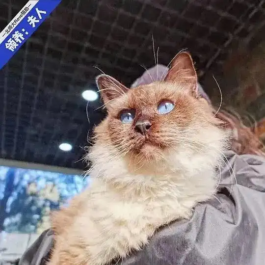 北京师大重点色布偶,通身矜贵,许愿牙仙,等一场不融不消的圣诞飞雪