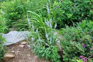 山高处秋花璀璨,一花独放